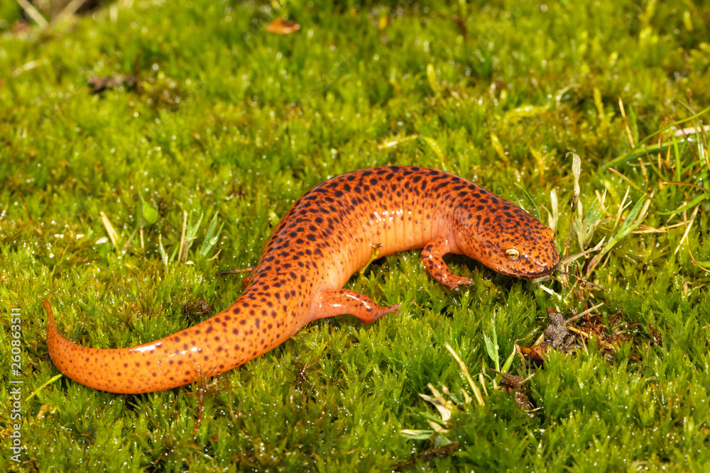 Northern red salamander - Pseudotriton ruber Northern red salamander - Pseudotriton ruber