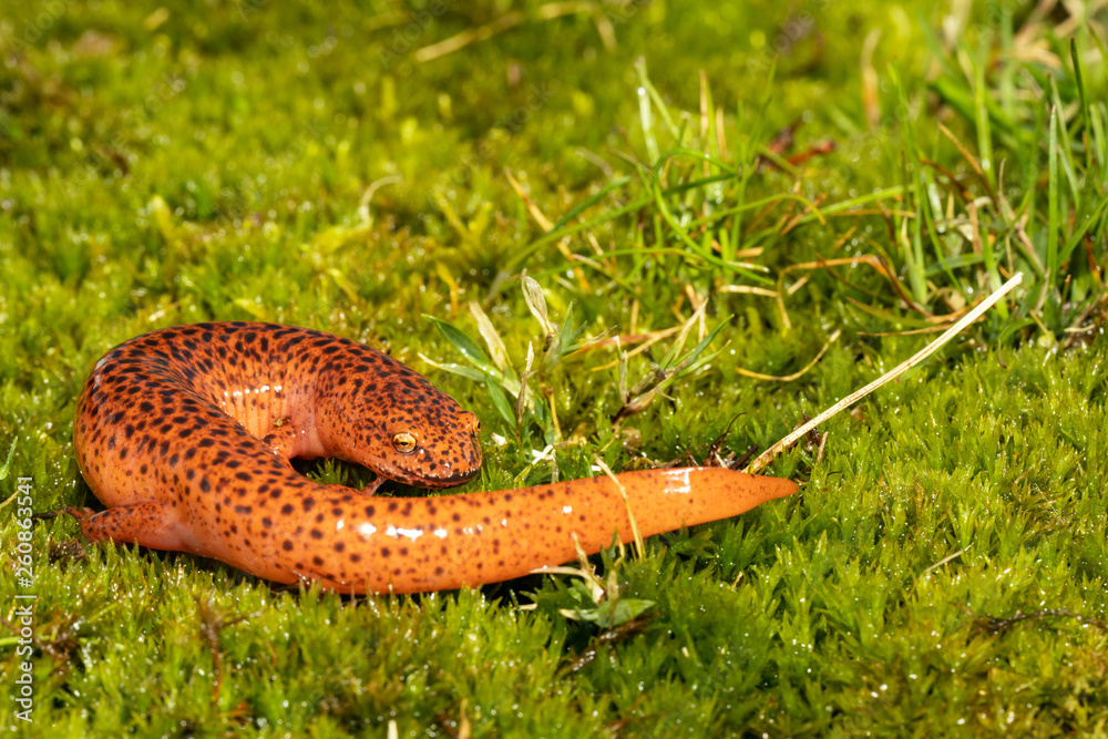 Northern red salamander - Pseudotriton ruber Northern red salamander - Pseudotriton ruber