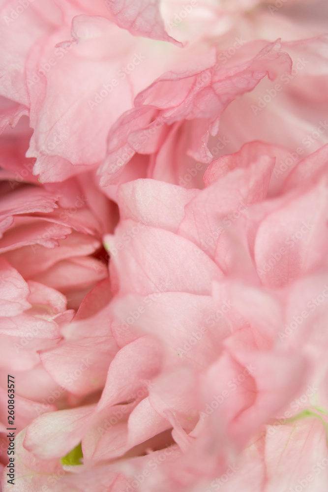 Close Up Macro Of Cherry Tree Pink Blossom Close Up Macro Of Cherry Tree Pink Blossom
