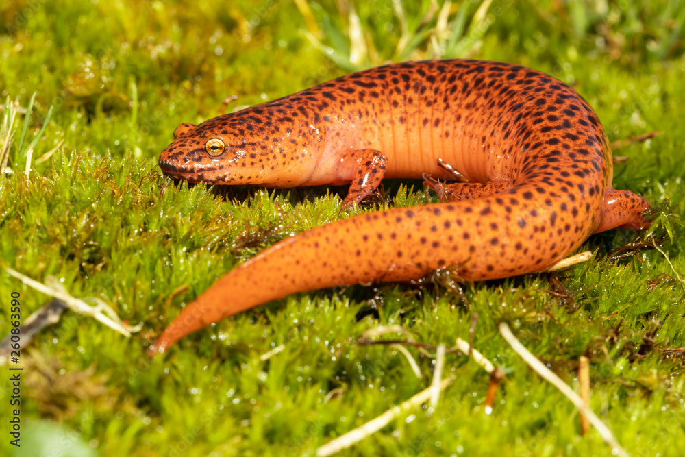 Northern red salamander - Pseudotriton ruber
