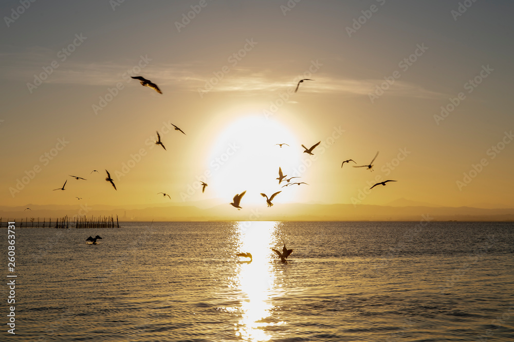 Fototapeta premium Black-headed gulls and sunset in Albufera of Valencia with sun in the middle.