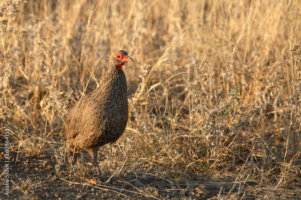 Fototapeta premium Swainsonfrankolin / Swainson´s Francolin or Swainson´s spurfowl / Francolinus swainsonii.