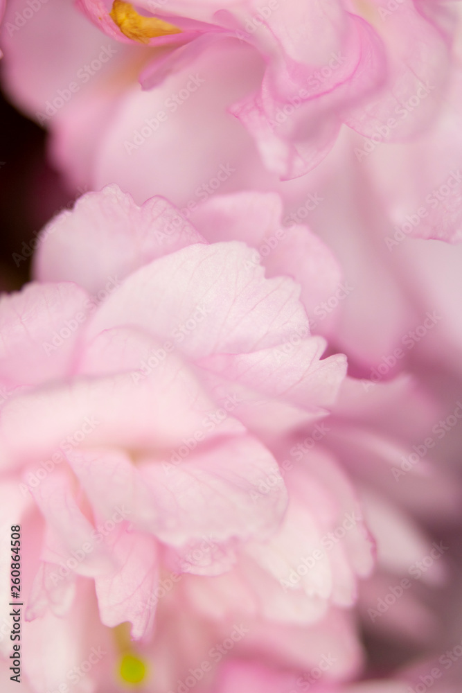 Close Up Macro Of Cherry Tree Pink Blossom  - obrazy, fototapety, plakaty 