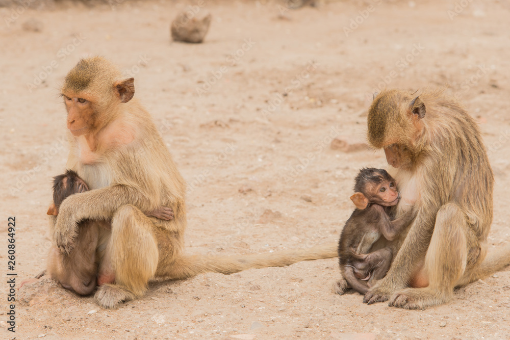 Naklejka premium Monkey mummies breast-feeding their little monkeys at Phra Prang Sam Yod temple in Lopburi, Thailand, Asia