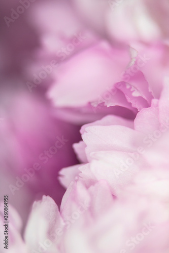 Close Up Macro Of Cherry Tree Pink Blossom 