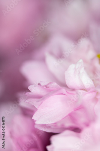 Fototapeta Naklejka Na Ścianę i Meble -  Close Up Macro Of Cherry Tree Pink Blossom 