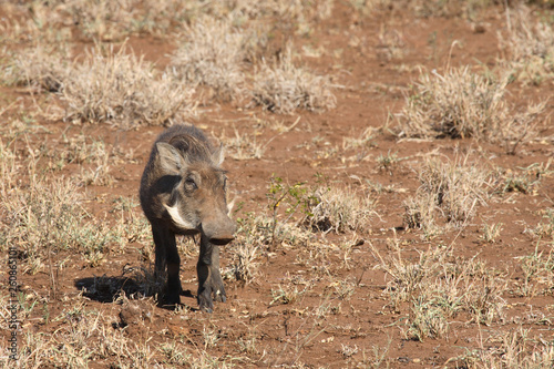 Warzenschwein / Warthog / Phacochoerus africanus.