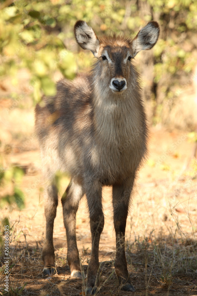 Wasserbock / Waterbuck / Kobus ellipsiprymnus Wasserbock / Waterbuck / Kobus ellipsiprymnus