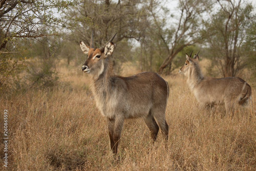 Wasserbock / Waterbuck / Kobus ellipsiprymnus Wasserbock / Waterbuck / Kobus ellipsiprymnus