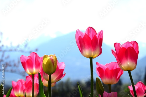 Fototapeta Naklejka Na Ścianę i Meble -  Wunderschöne pinke Tulpen - Freisteller - Hintergrund