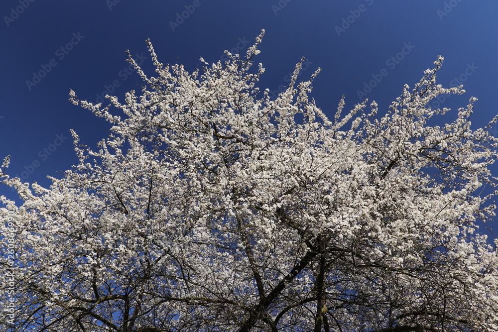 Frühlingsgefühle Frühlingsgefühle