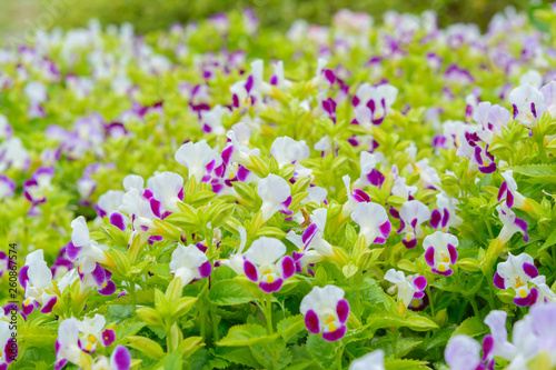 Otacanthus coeruleus blossom flower background. Nature flower and outdoor background photo