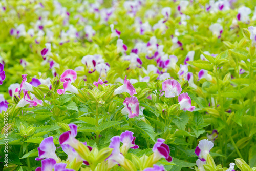 Otacanthus coeruleus blossom flower background. Nature flower and outdoor background