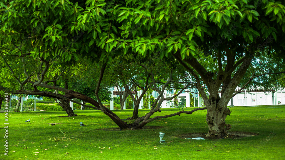 Obraz premium trees in the park