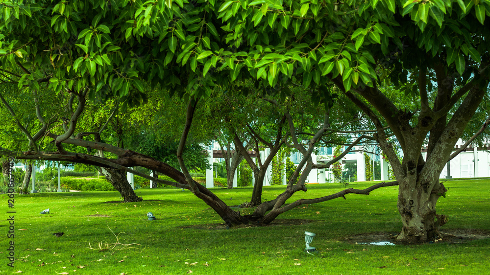 Obraz premium trees in the park