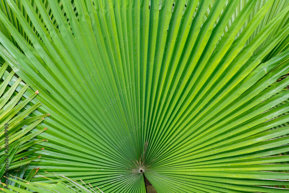 Fototapeta premium Abstract palm leaf texture background. Natural texture background