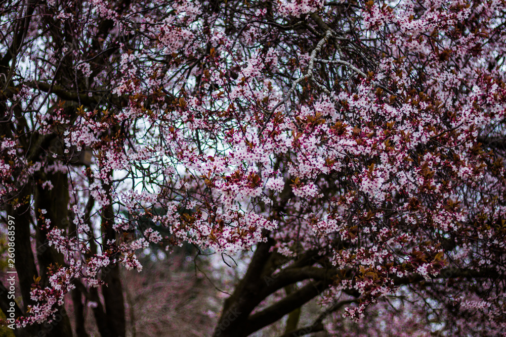 Pink blossoming trees