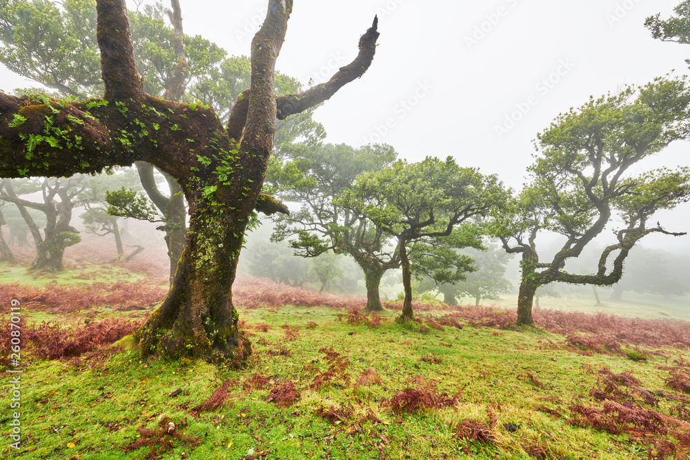 Old cedar tree in Fanal forest - Madeira island. Portugal. Old cedar tree in Fanal forest - Madeira island. Portugal.