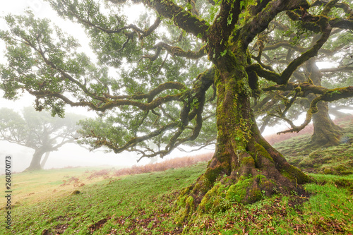 Old cedar tree in Fanal forest - Madeira island. Portugal.