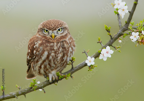 Little owl (Actene noctua)