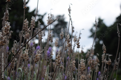 Lavander © Maximiliano