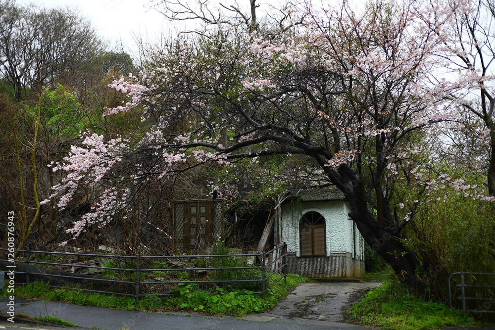 廃墟の桜 廃墟の桜