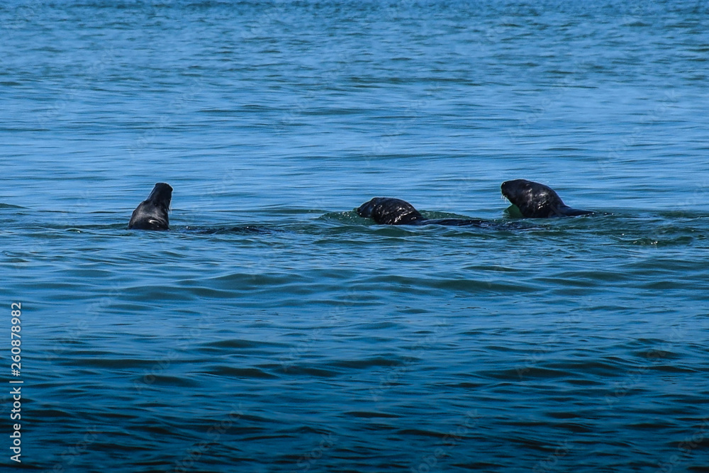 Fototapeta premium Cape cod