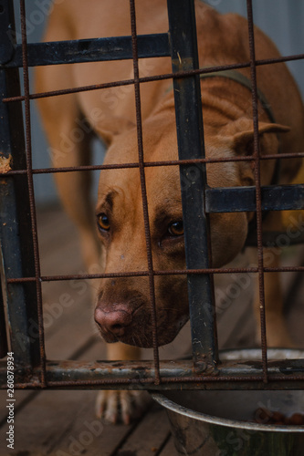 dog behind the fence, bars. Lonely Pitbull dog behind rusty steel fence © etonastenka