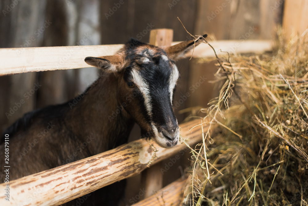 little goatling inside a farm. Goat without horns by the wooden fence and with lots of hay little goatling inside a farm. Goat without horns by the wooden fence and with lots of hay