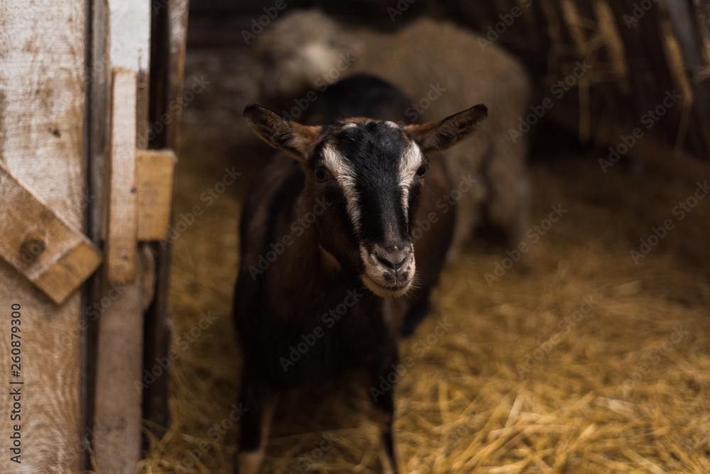 little goatling inside a farm. Goat without horns by the wooden fence and with lots of hay little goatling inside a farm. Goat without horns by the wooden fence and with lots of hay