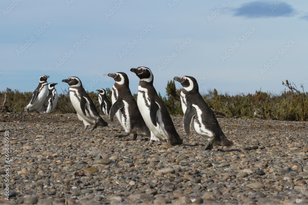 Fototapeta premium Colony of penguins in Pinguinera Faro Cabo Virgenes.