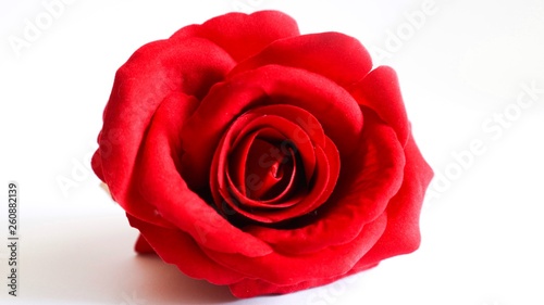 red rose petals put on a white background used on important days valentine day  anniversary wedding marry