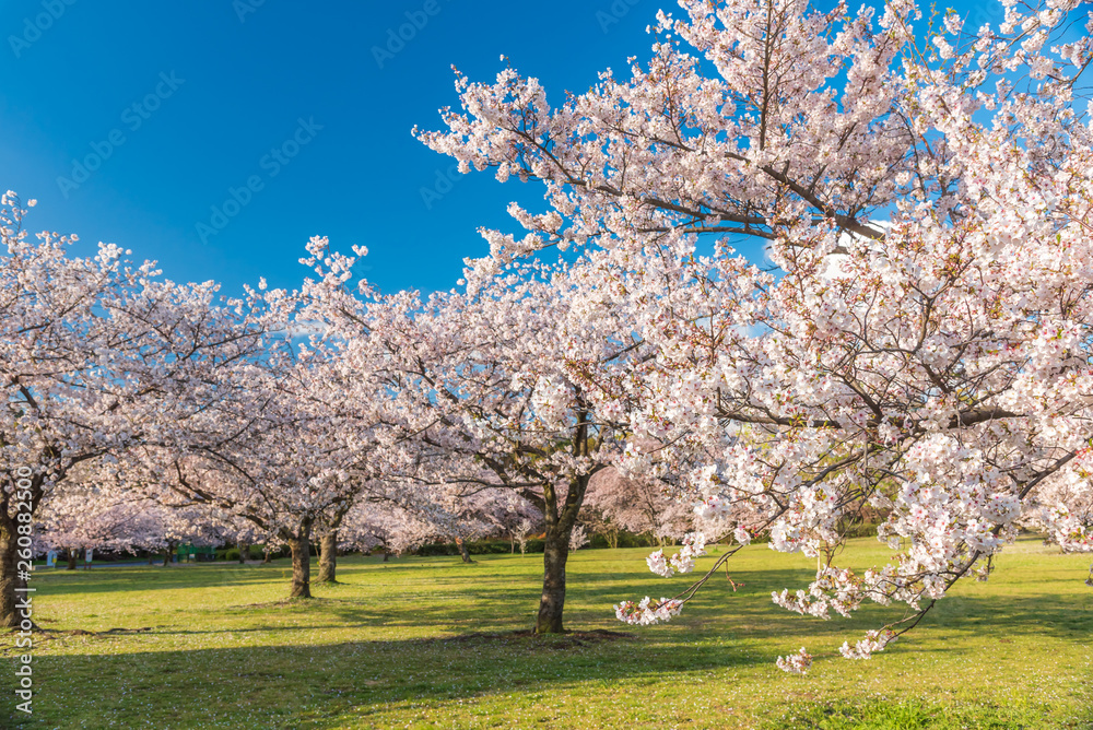 桜 満開 青空 花見 桜 満開 青空 花見
