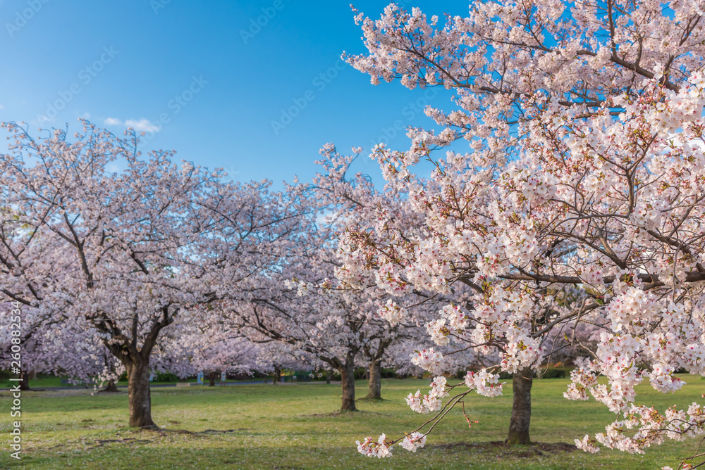 Fototapeta premium 桜 満開 青空 花見