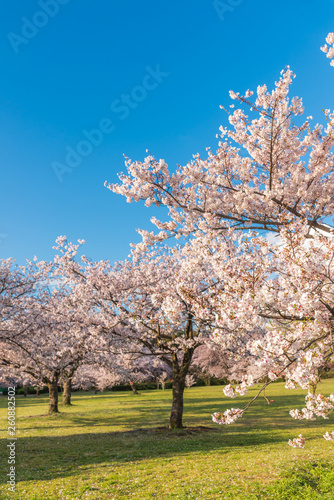 桜 満開 青空 花見