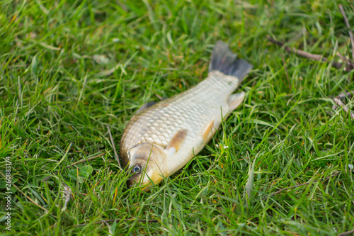 Top down close up view of river fish bream or carp lying on green grass