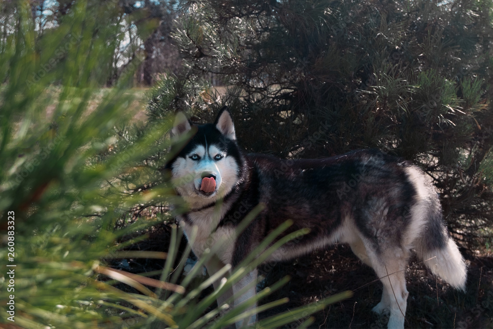 Husky dog stands and licks. Coniferous park forest, hunter, hungry wild wolf