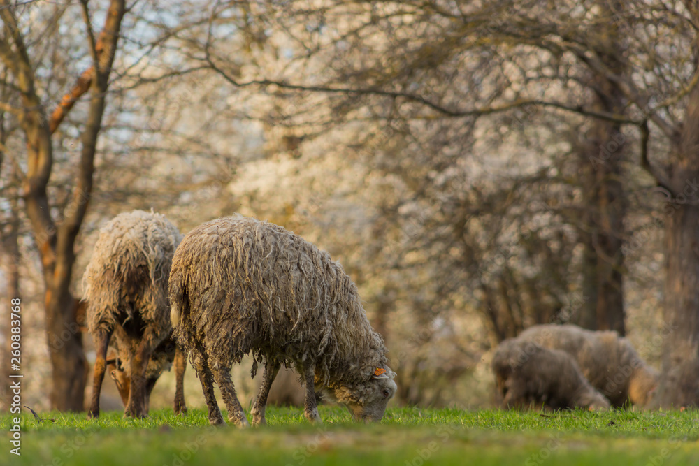 Close-up beautiful sheep graze on green meadow and nibble grass in pasture on sunny day. Livestock breeding Close-up beautiful sheep graze on green meadow and nibble grass in pasture on sunny day. Livestock breeding