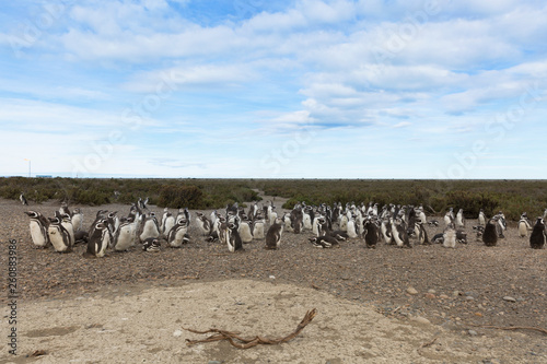 Colony of penguins in Pinguinera Faro Cabo Virgenes.