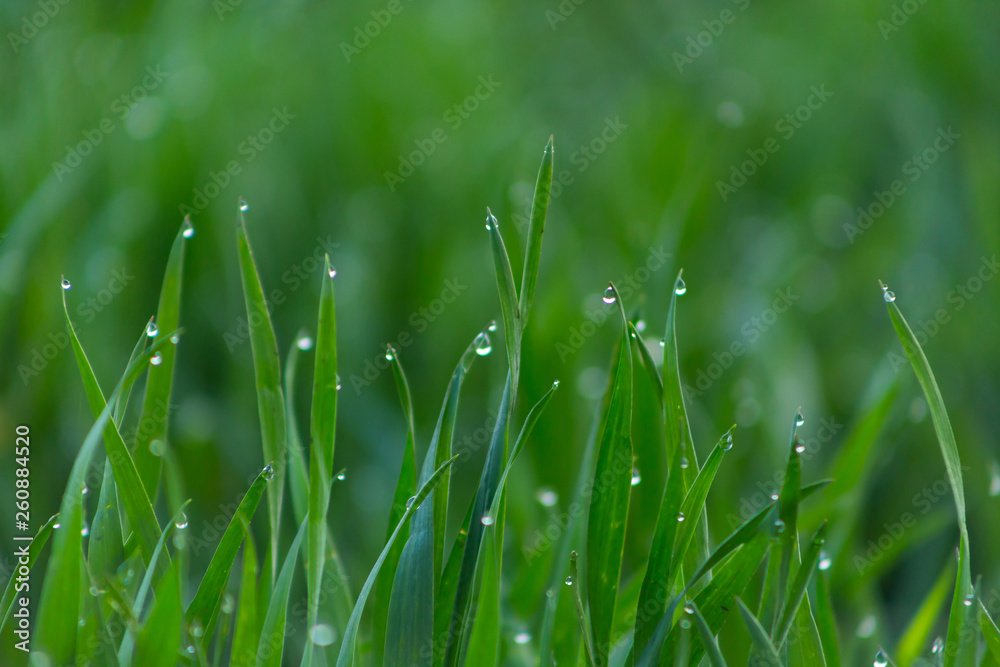 Close-up drops of dew on young fresh green grass with blurred background
