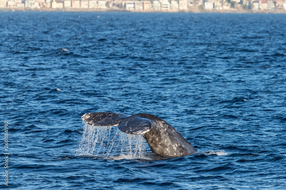 Fototapeta premium Gray Whale Tail