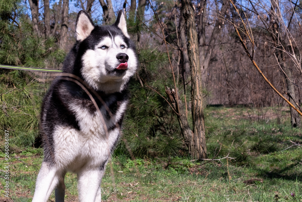 A funny Husky dog laughs and shows tongue, a jolly one dog with blue eyes, a satisfied Malamute is standing on a leash in the forest