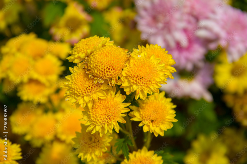 Colorful flowers in the garden Colorful flowers in the garden