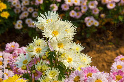 Colorful flowers in the garden