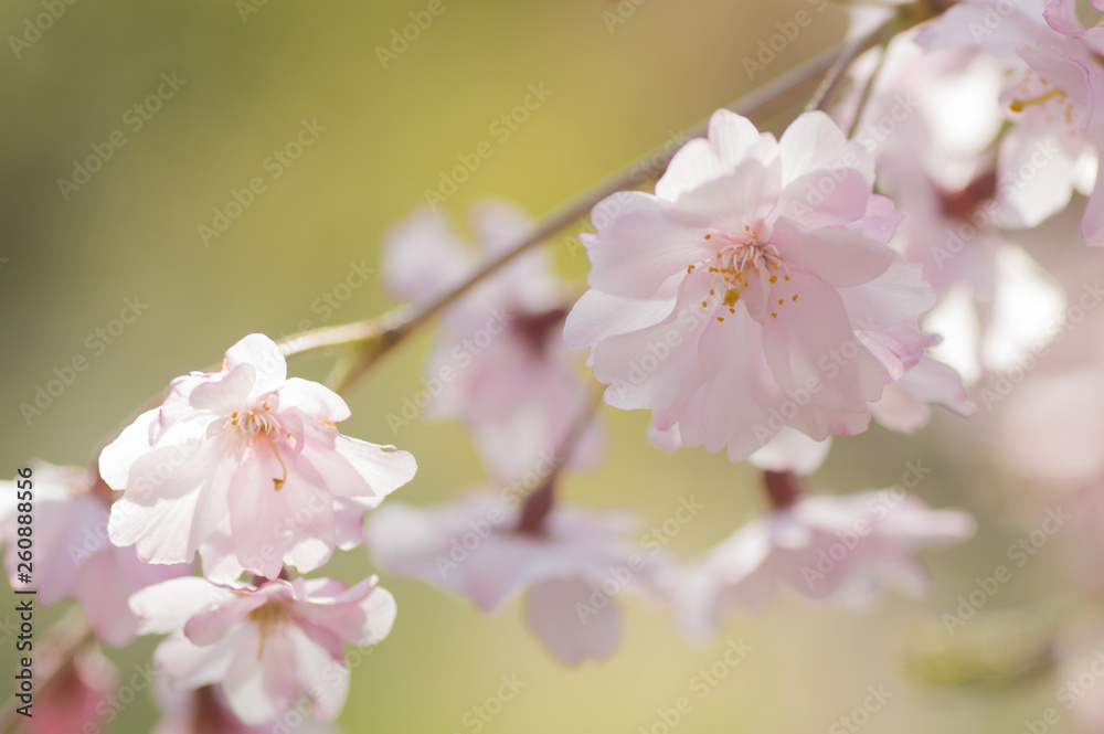 春色　枝垂れ桜