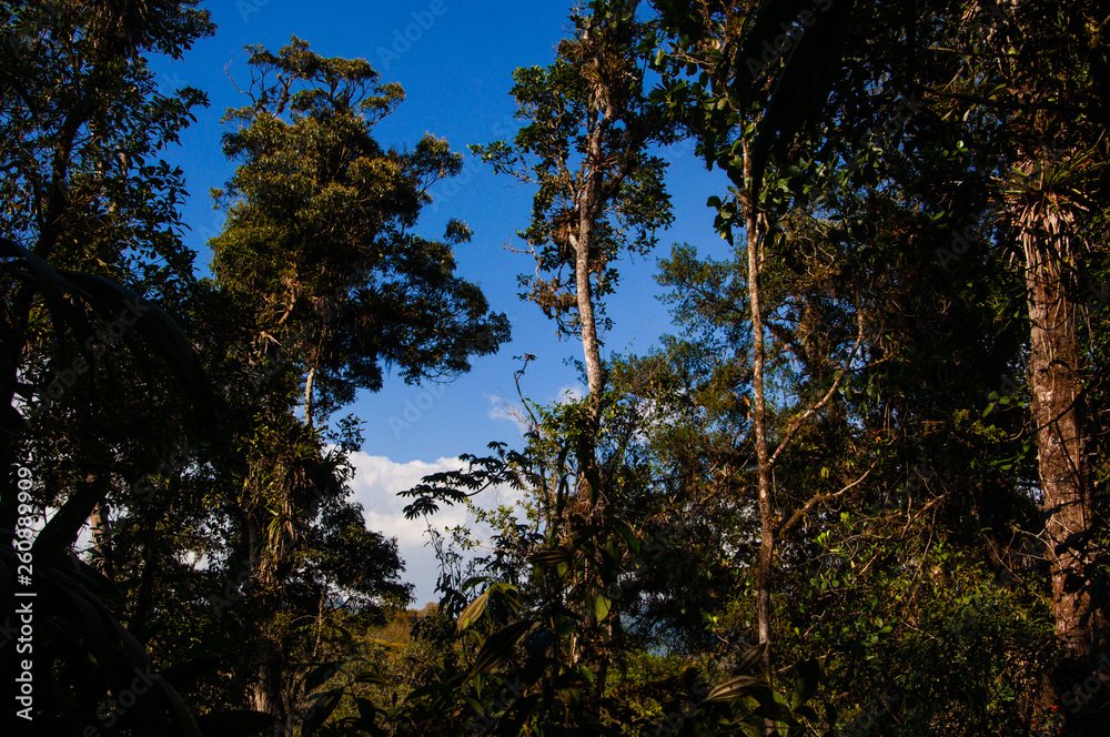 Obraz premium Forest