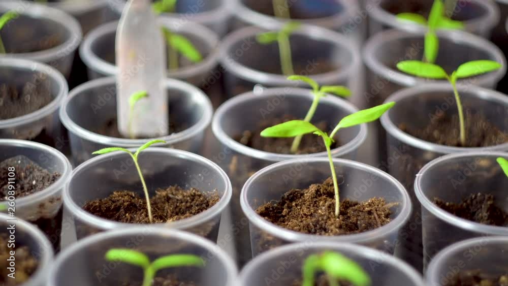 Small green seedlings. On the table in clear plastic cups. Home-room. Close up. 4K video.