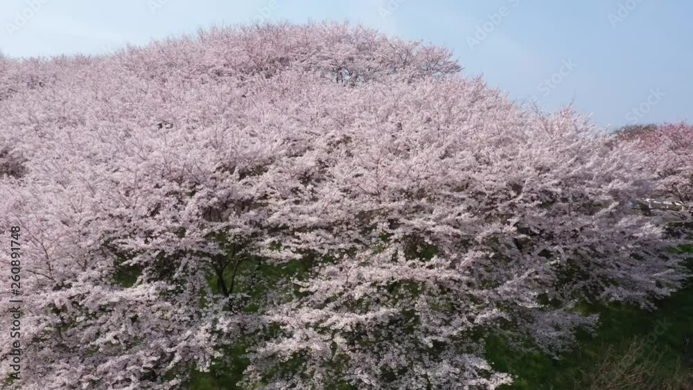 広島県佐木島 塔の峰千本桜 広島県佐木島 塔の峰千本桜