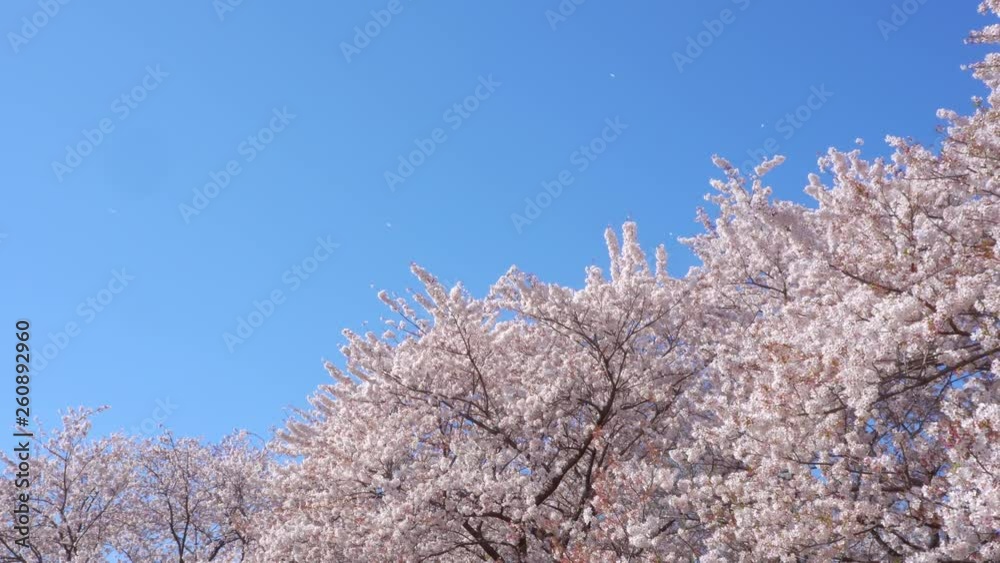 4K・桜