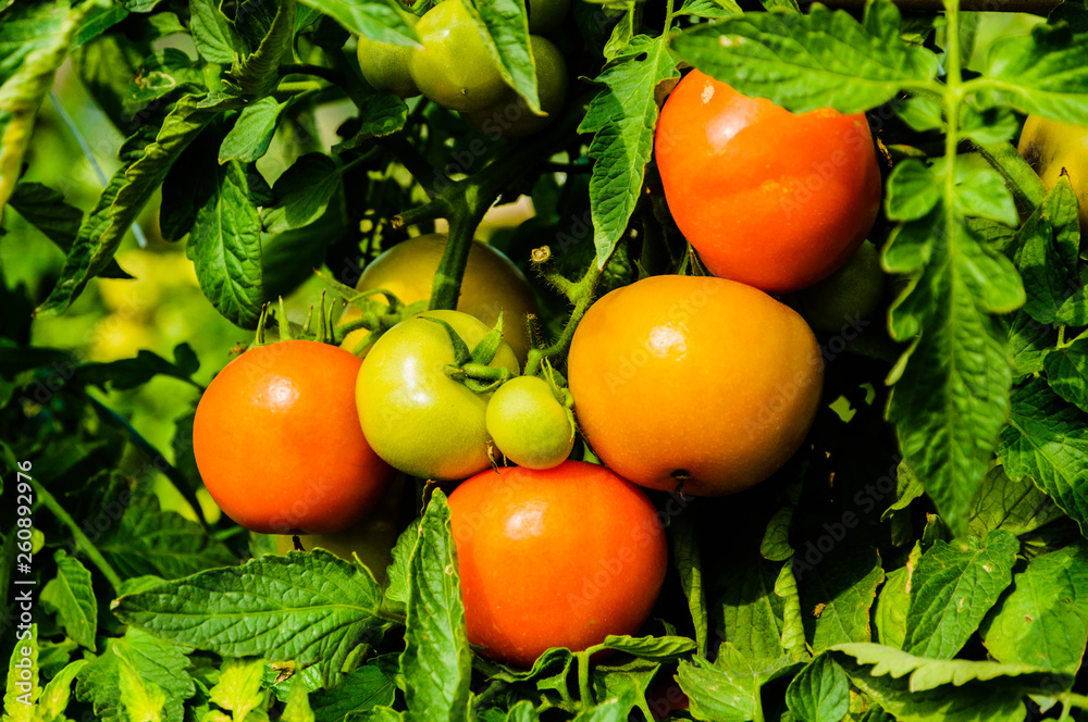 Fresh tomatoes on the vine Fresh tomatoes on the vine